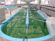 藻類培養事業
